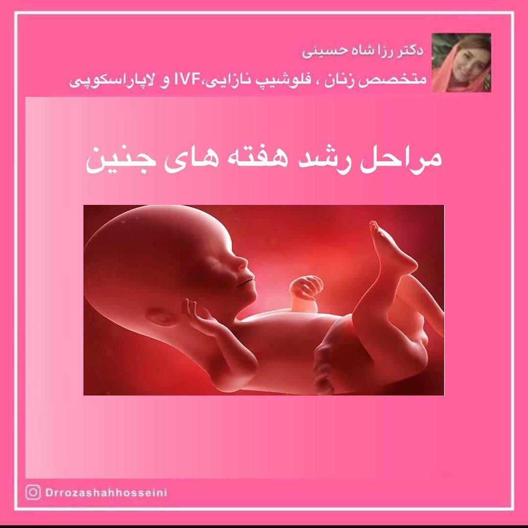 مراحل رشد هفته های جنین